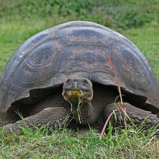 Galapagos - Santa Cruz - Tortoise